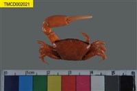 藏品(粗腿擬瘦招潮蟹)的圖片